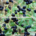 Getrocknetes schwarzes Gojiberry auf heißem Verkauf